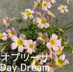 ☆レア☆オキザリス オブツーサ ダマスクローズ 球根 3個 - メルカリ