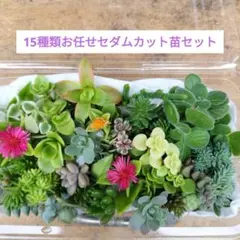 お任せセダムカット苗セット15種類