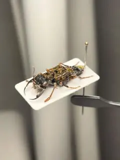 キルヒナーフタマタクワガタ？ セアカフタマタクワガタ標本 野外品