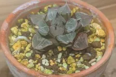 み*ゆ様 ハオルチア　金子氏本裏般若　多肉植物　観葉植物のサムネイル