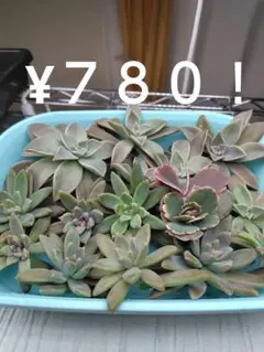 多肉植物　普及種３種類カット苗セット