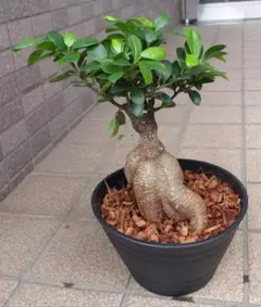 ガジュマル。黄金ガジュマル観葉植物。 鉢ごと無料で発送致します