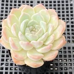 【送料込み】エケべリア韓国苗　名無し03　多肉植物　ポコ多肉