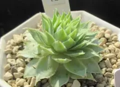 めぐちゃん様 リクエスト 3点 まとめ商品