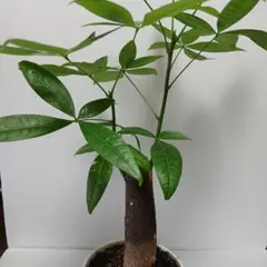 パキラ