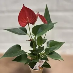 2025年最新】レアアンスリウムの人気アイテム - メルカリ