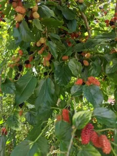 のりみおぶ様 リクエスト 2点 まとめ商品