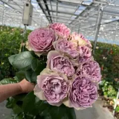 Mehana様ご注文ページ(12000円)