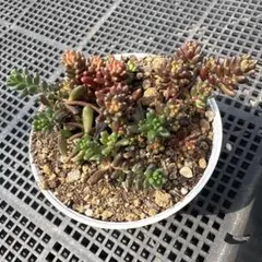 ベテラ 小型室内植物 バスケット - メルカリ