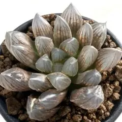 mikan29様 リクエスト 4点 まとめ商品