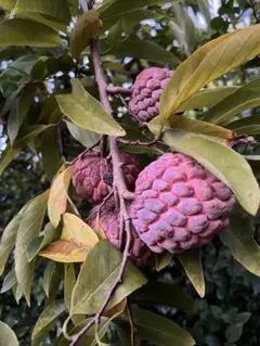 2025年最新】赤釈迦頭の人気アイテム - メルカリ