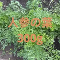 新鮮な人参の葉 農薬不使用ネコポスのサムネイル