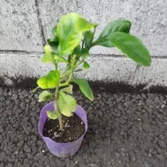 木成りレモン10kg特別栽培愛媛産 - メルカリ