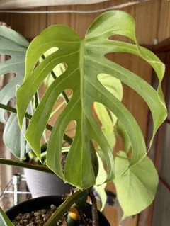 2026年最新】モンステラ マクロコズムの人気アイテム - メルカリ