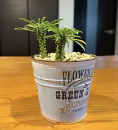 2025年最新】大きいソテツの人気アイテム - メルカリ