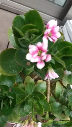 タマちゃん　★プロフ必読★様 リクエスト 4点 まとめ商品