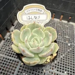 多肉植物 リンツ 札付き ポットごと オーズプランツさん O's PLANTS