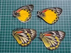 蝶標本　チャールトンウスバ　ペア 蝶標本 ウスバシロチョウ ペア - メルカリ