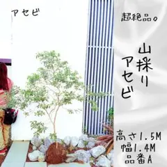 超逸品。ヤマボウシ本株立ち2.5M(鉢底から)品番B - メルカリ