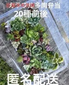 夏前特価！！大きめ多肉弁当のサムネイル
