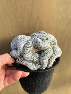 2026年最新】綴化サボテンの人気アイテム - メルカリ