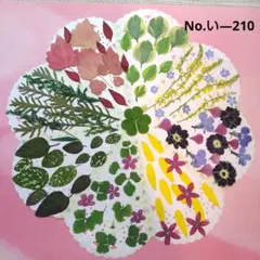 2026年最新】ソリダスター ドライフラワーの人気アイテム - メルカリ