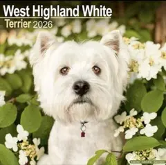 Item thumbnail for item 96f89cb5-2c2d-49c6-9289-08e3b11474d5