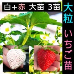 3苗 白イチゴ苗 +赤いちご苗+ランダム苗 根付き苗 匿名配送 土耕栽培
