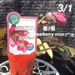①*ஐピンクから赤に花色が変わる*:ஐクリスマスローズ・苗【ストロベリームーン】