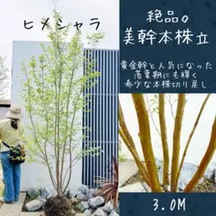 希少。美斑紋山採りマルバノキ2.3M(鉢底から) - メルカリ