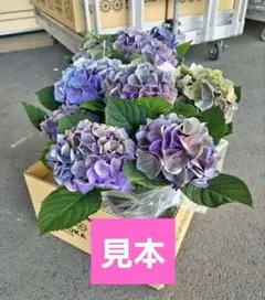引っ越し断捨離様専用 紫陽花 アジサイ なゆた 那由多 ホットチボリ