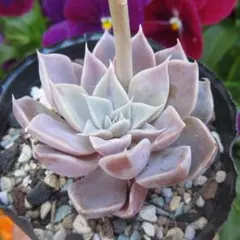 新入荷 赤魔王 エケベリア 多肉植物 1苗 - メルカリ