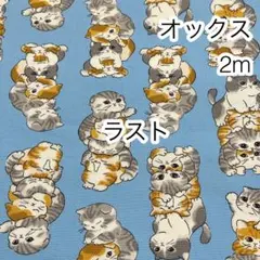 ラスト 2m ぎゅうぎゅう猫 ブルー オックス