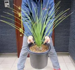 2026年最新】ダシリリオンの人気アイテム - メルカリ