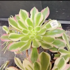 77#観葉植物アエオニウム❤️サラダボール中斑錦❤️大頭10cm 拔き苗