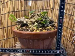 2026年最新】オオハマボウ 盆栽の人気アイテム - メルカリ