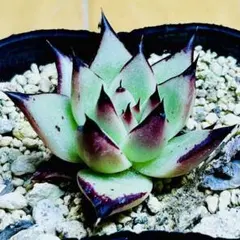 多肉植物 ☘️黒檀☘️韓国苗育成 抜き苗 e144のサムネイル