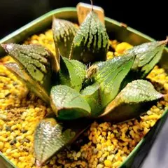 J ナイルの一滴 葉刺し苗 多肉植物 ハオルチア アロエ - メルカリ