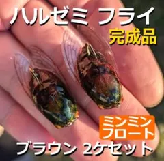 【ミンミンフロート】ブラウン２ケ　ハルゼミフライ　シケーダ　セミフライのサムネイル
