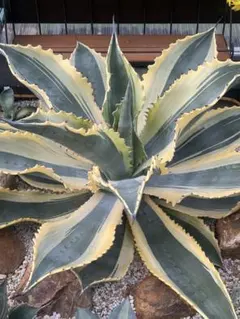 ビリー　アガベ　リップルエフェクト　20センチ❗ アガベ・リップルエフェクト】Agave salmiana ver.felox Ripple