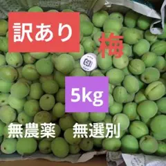 【訳あり】梅　梅仕事　岩手県　5kg　②のサムネイル