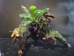 ボルビティス巻きブランチウッド - メルカリ