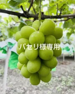 パセリ様専用ページ