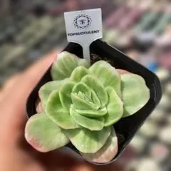 Top【選抜株】多肉植物　363919アイスローズ　80個　鉢無し/脱土 Top【選抜株】多肉植物 363919アイスローズ 80個 鉢無し/脱土 - メルカリ