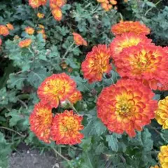 ピンポンオレンジ菊1本+ワインレッド小菊2本+ 釣鐘草2球根 3種セット③