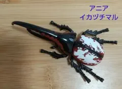 【匿名配送】アニア ヘラクレスオオカブト イカズチマル