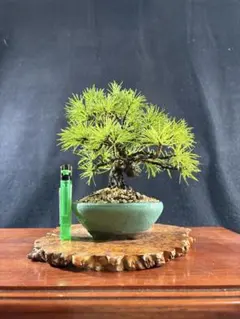 2025年最新】小品盆栽五葉松の人気アイテム - メルカリ