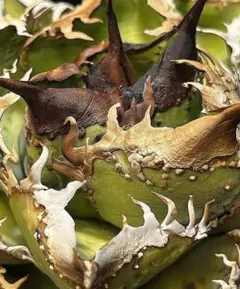 kenkenken様 リクエスト 4点 まとめ商品