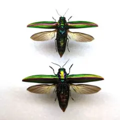 2026年最新】標本 昆虫 タマムシの人気アイテム - メルカリ