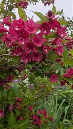 オオバイヌビワ　大葉犬枇杷　 苗　観葉植物　花卉/園芸グリーン　沖縄樹木　山野草 オオバイヌビワ 大葉犬枇杷 苗 観葉植物 花卉/園芸グリーン 沖縄樹木